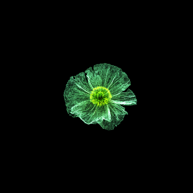 White Poppy 30 #84
