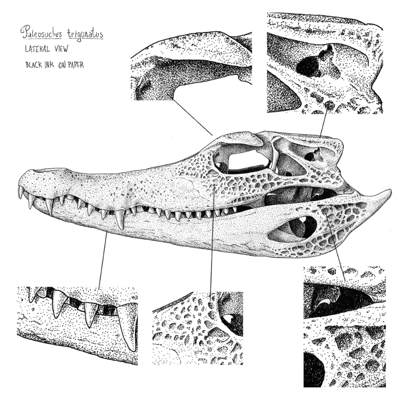 Paleosuchus trigonatus (skull) #3