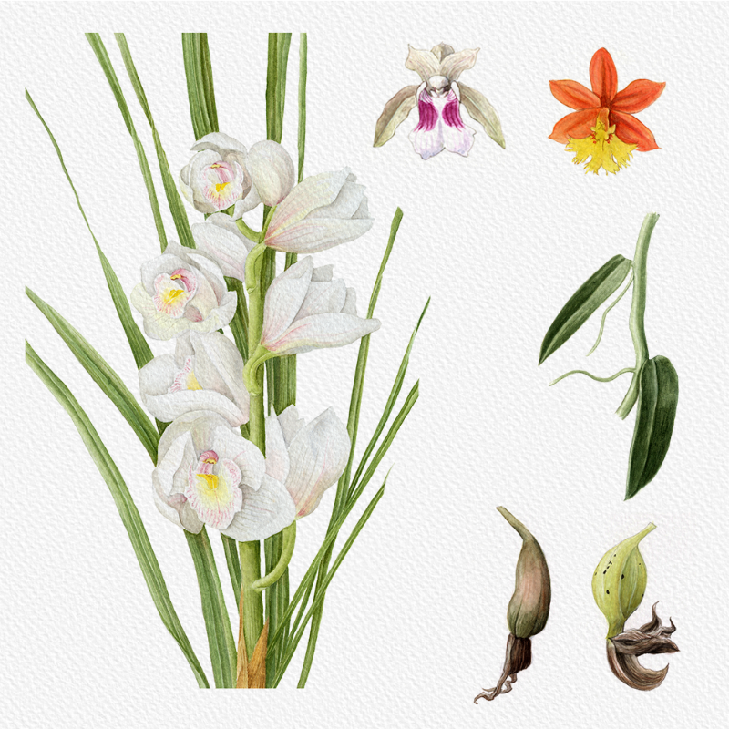 Botanical Illustration - Orchids 1 #6