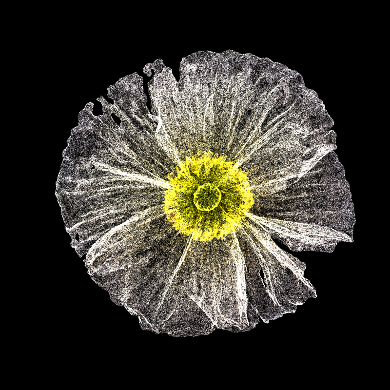 White Poppy 30 #227