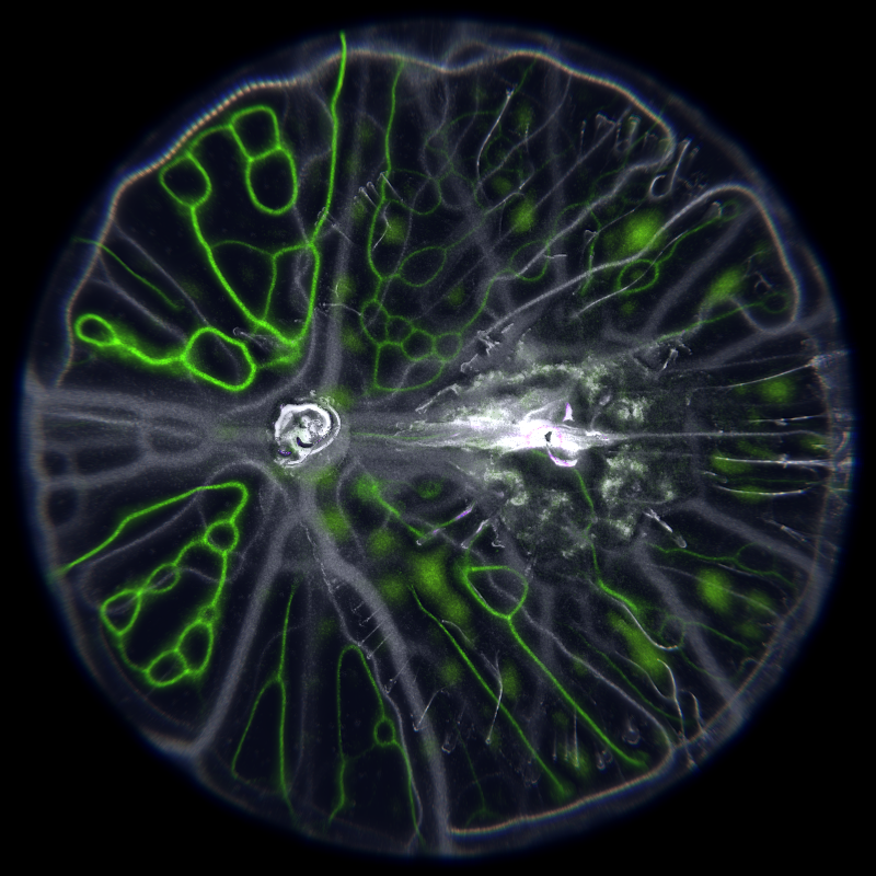 Ethereal Microcosm #295