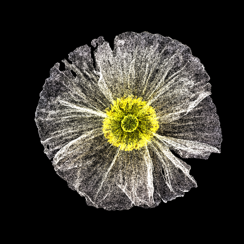 White Poppy 30 #176