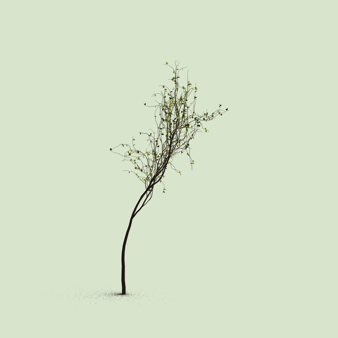 Little Trees #223