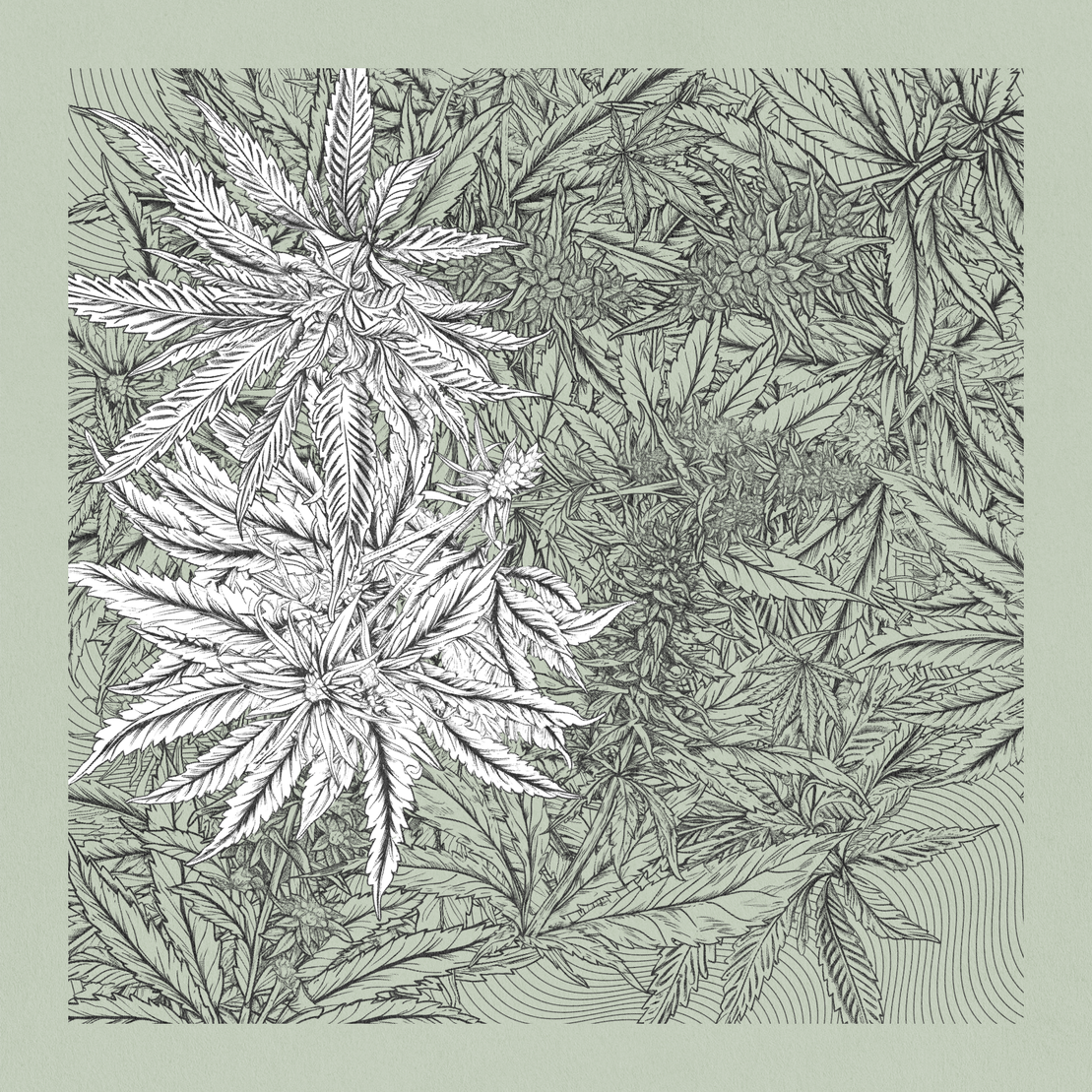 zancannabis #223