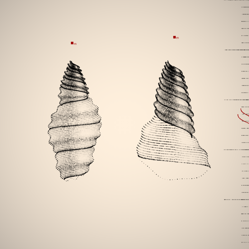 Two Specimen #294