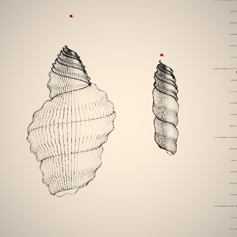 Two Specimen #137