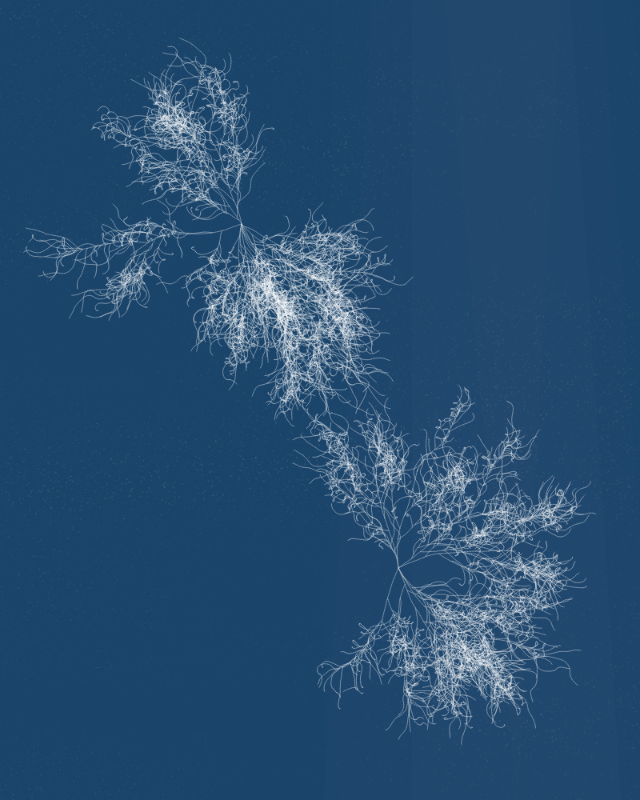 Cyanotypes #19