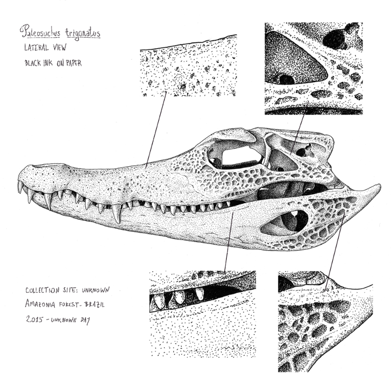 Paleosuchus trigonatus (skull) #15