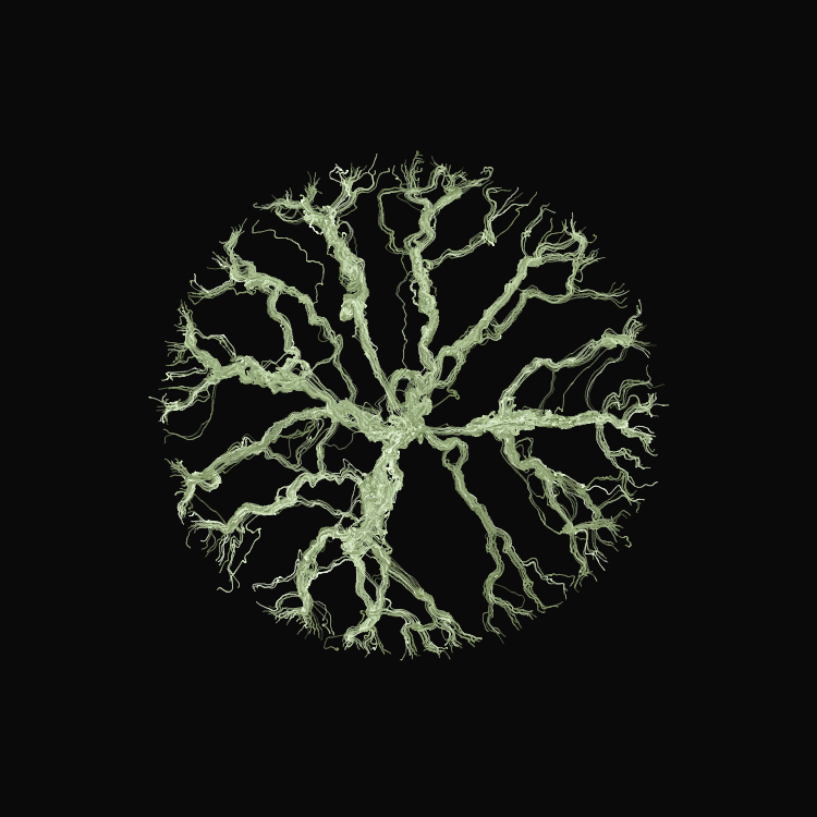 Ginseng #28