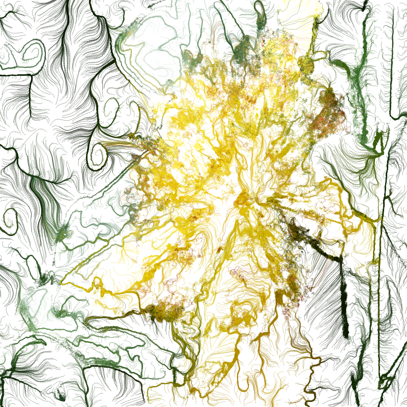 Hypericum #177