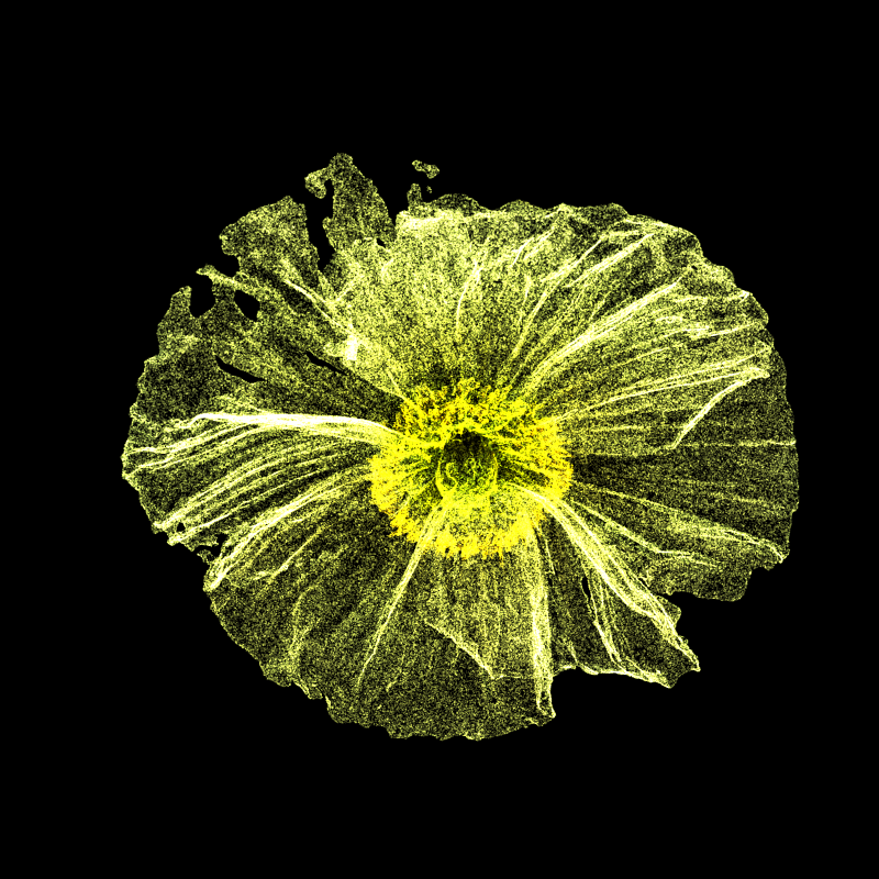White Poppy 30 #192