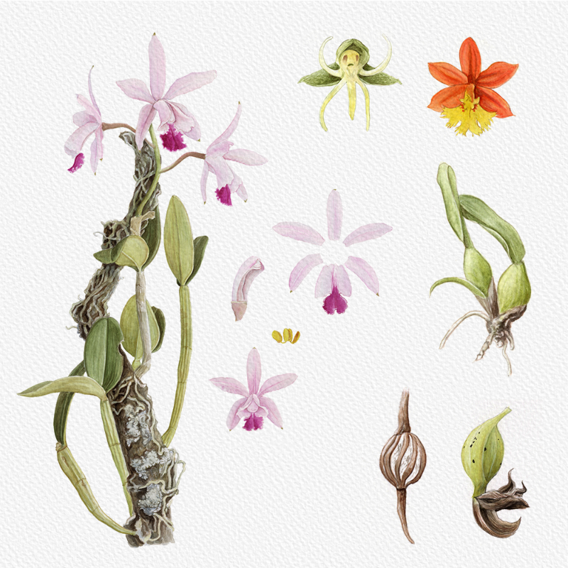 Botanical Illustration - Orchids 1 #74