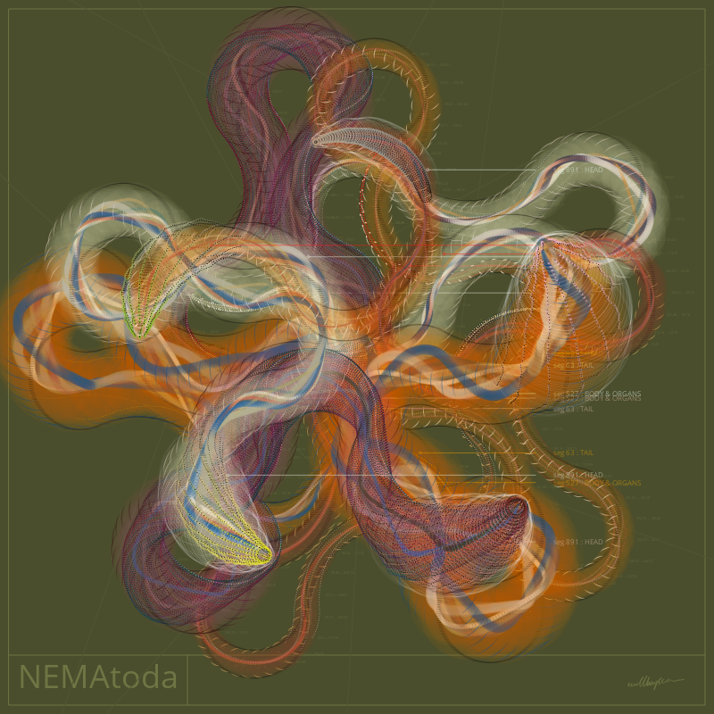 NEMA #26