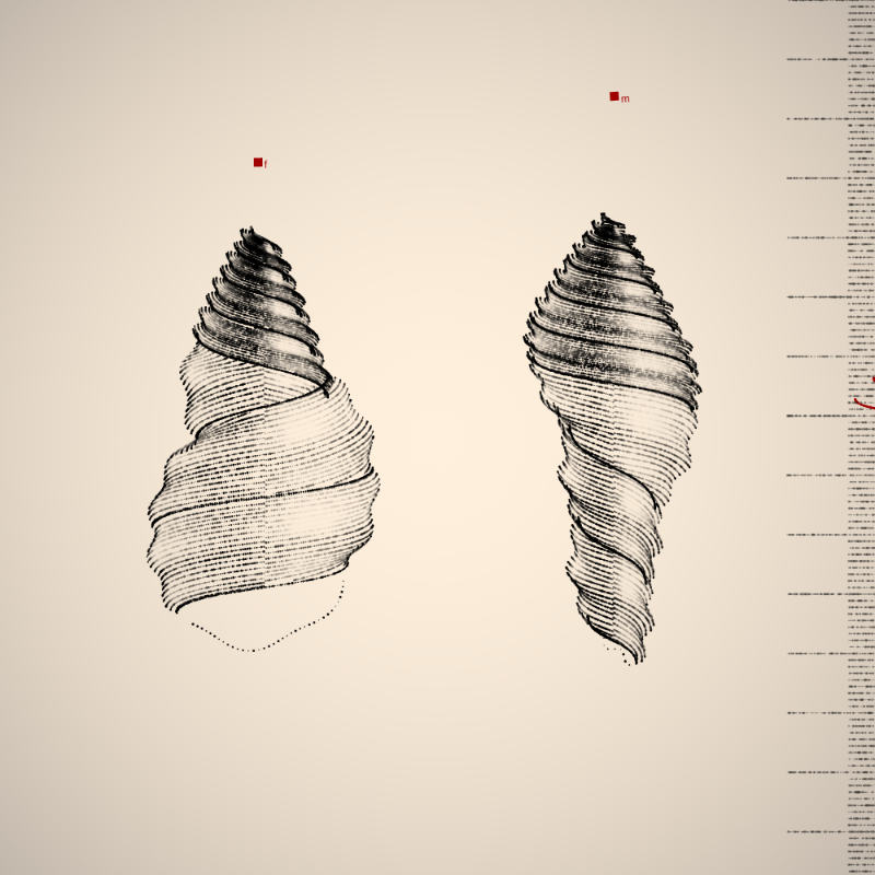 Two Specimen #202