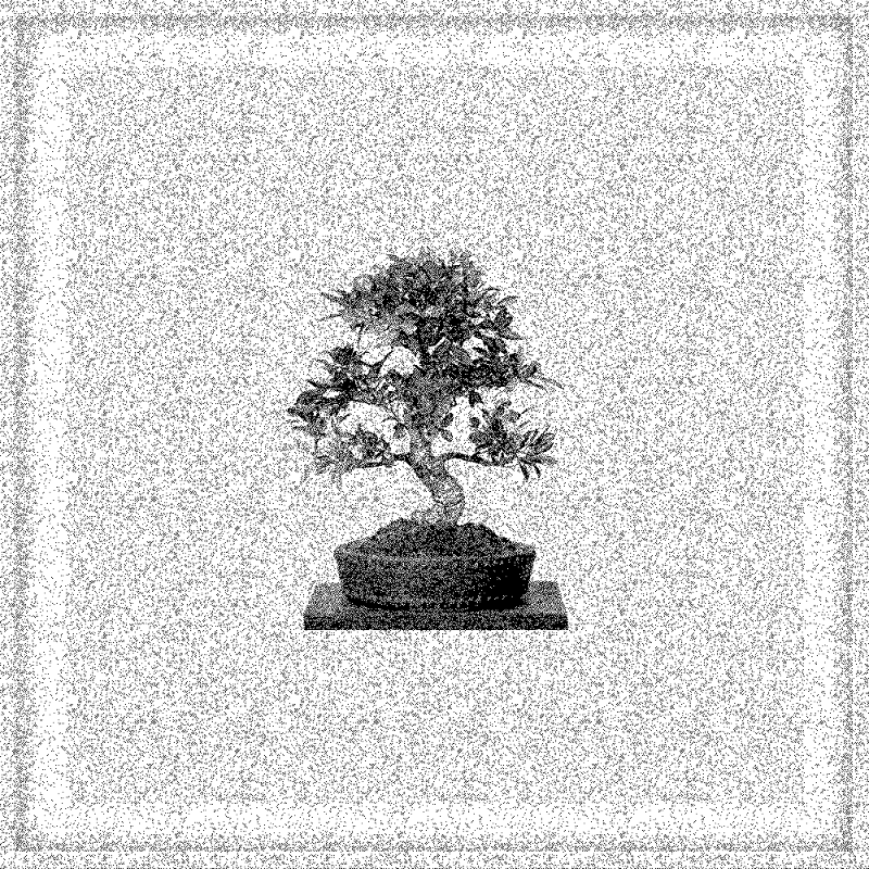 Bonsai Bonanza #31