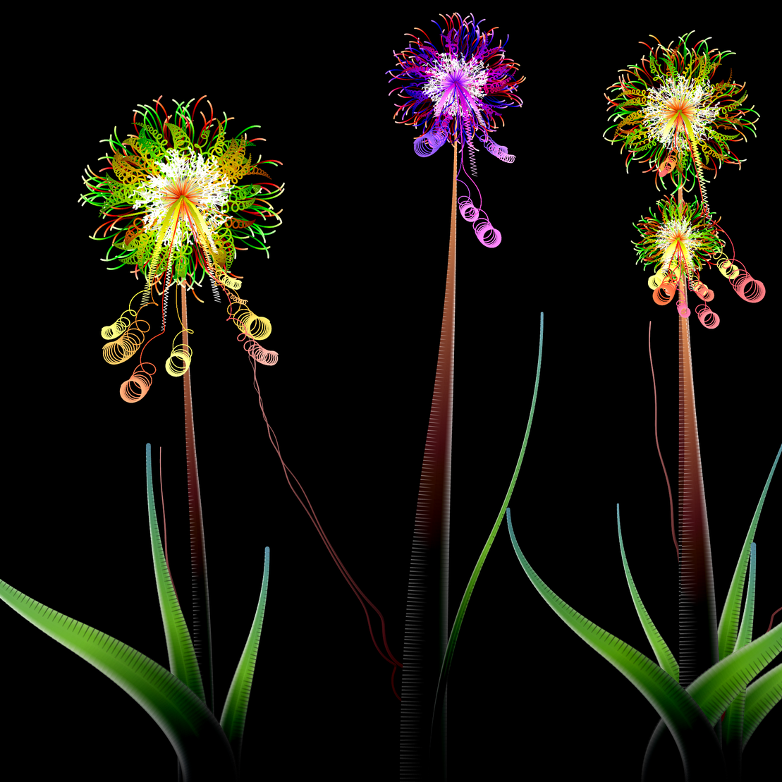 Milena’s Flowers #12