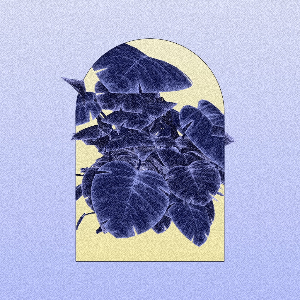 Botany #73