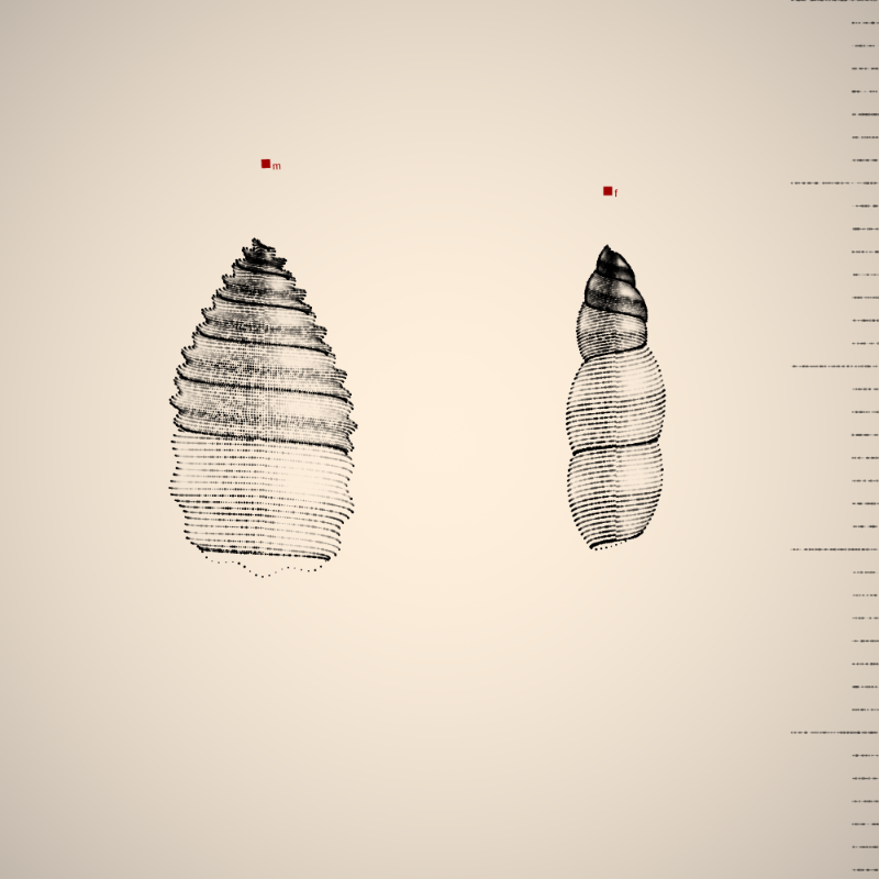 Two Specimen #34