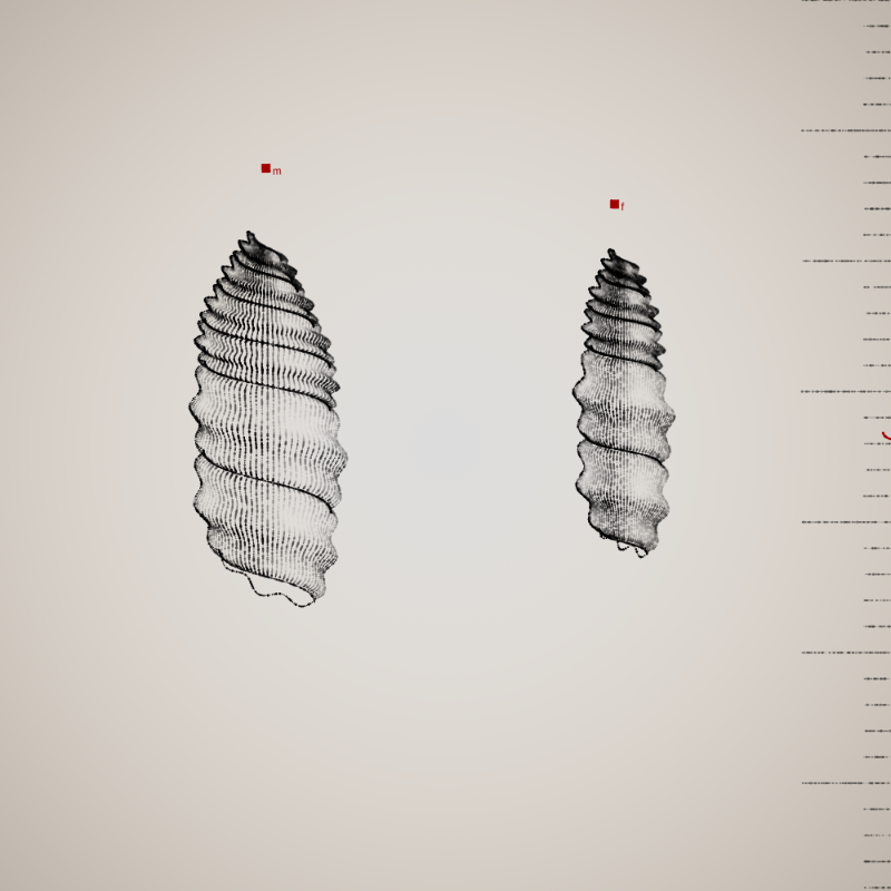 Two Specimen #216