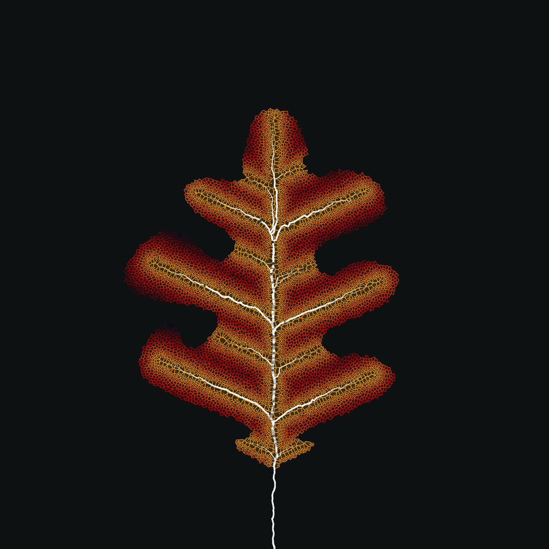 Leaf study #58