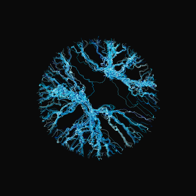 Ginseng #42