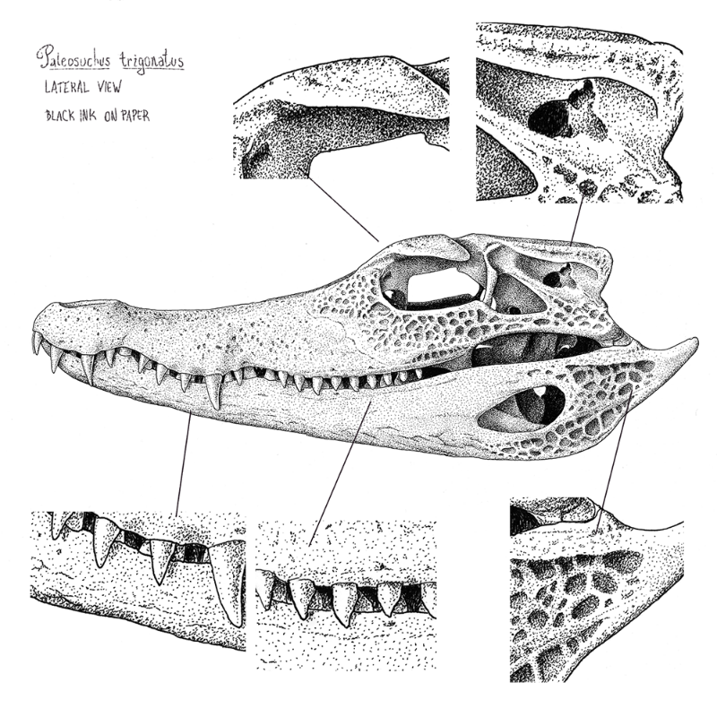 Paleosuchus trigonatus (skull) #5