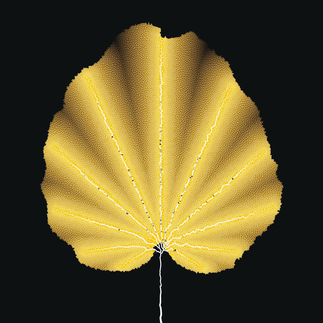 Leaf study #61