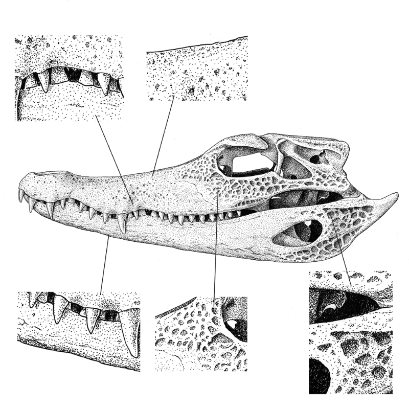 Paleosuchus trigonatus (skull) #12