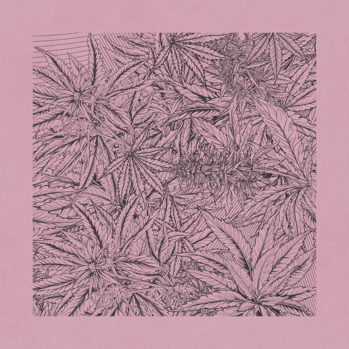 zancannabis #304