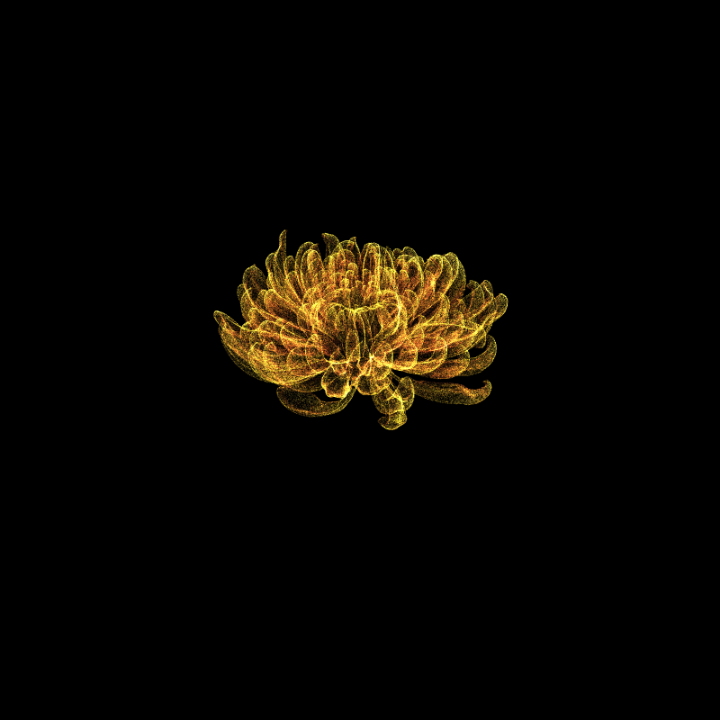 Chrysanthemum Morifolium 30 #122