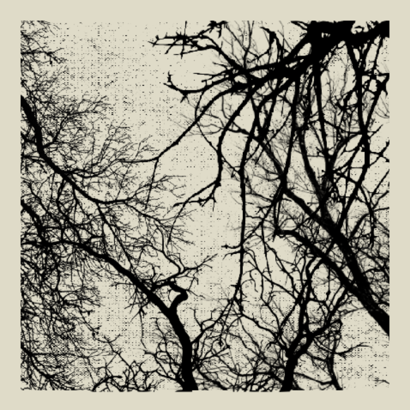 Forest of Shadows #53