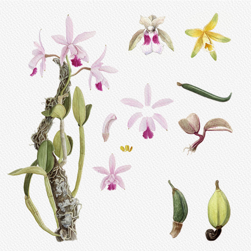 Botanical Illustration - Orchids 1 #10