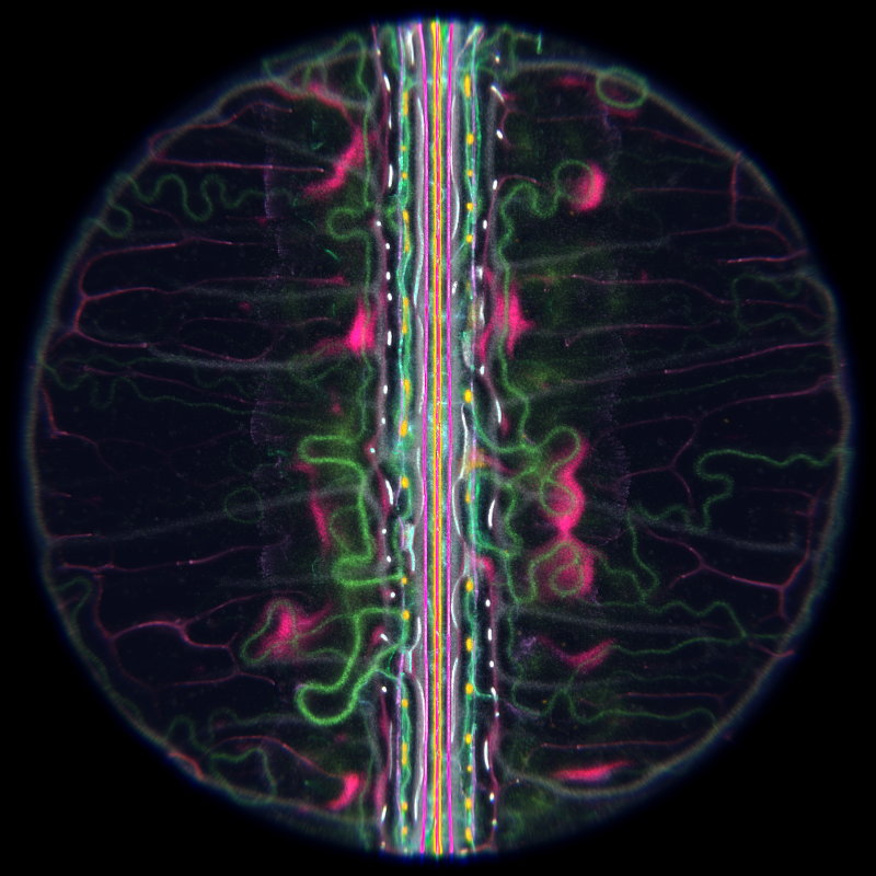 Ethereal Microcosm #162