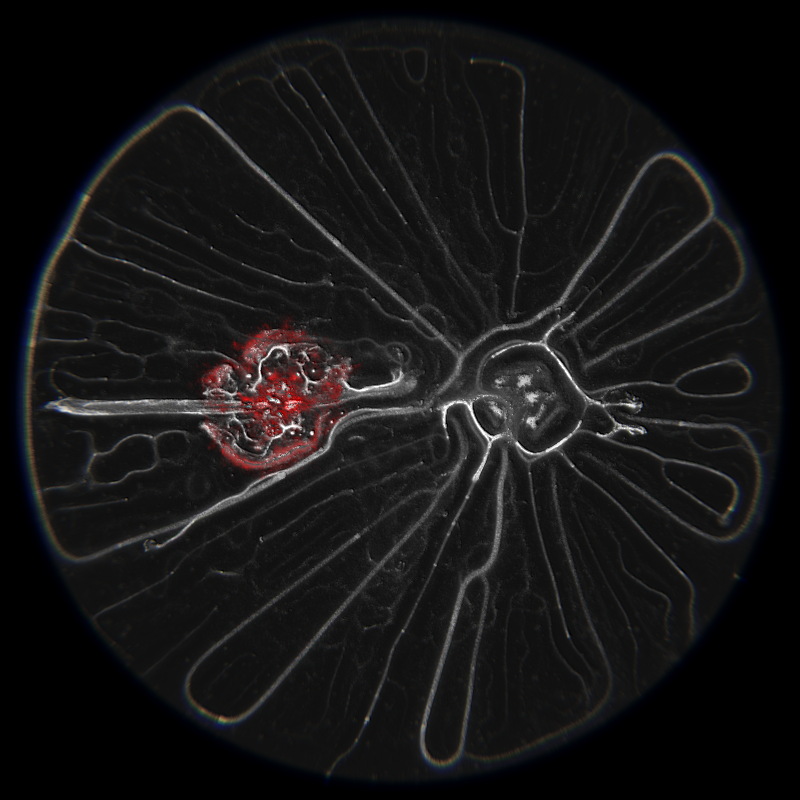 Ethereal Microcosm #31