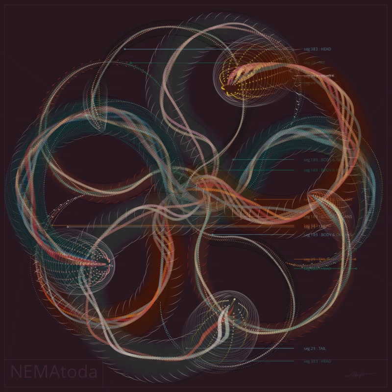 NEMA #17