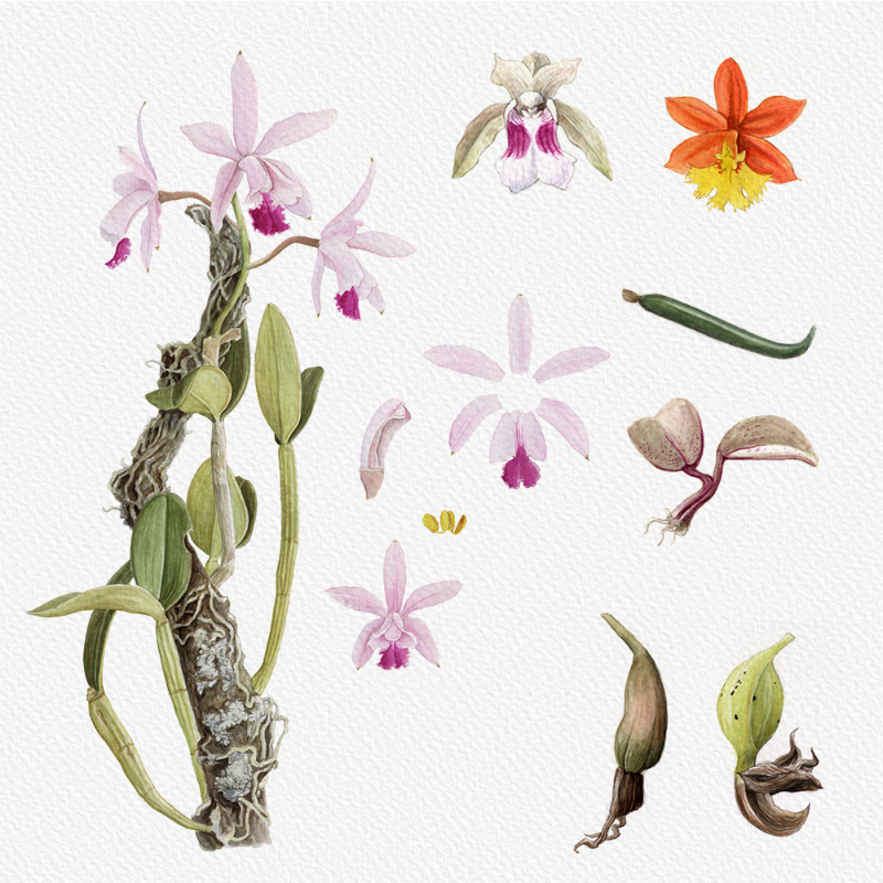 Botanical Illustration - Orchids 1 #30