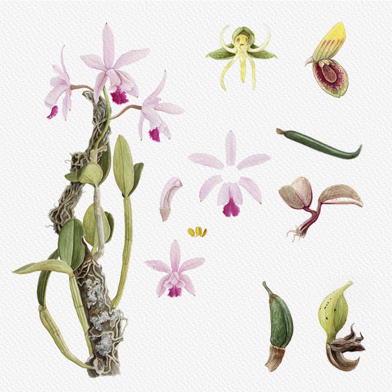 Botanical Illustration - Orchids 1 #19