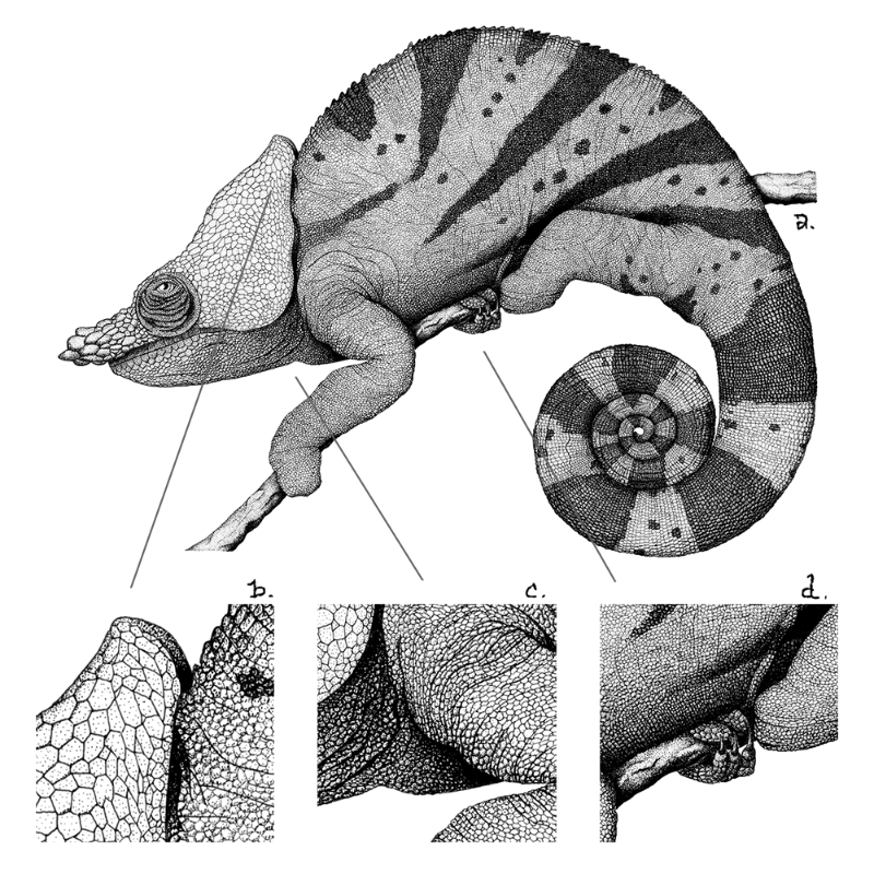 Chameleon - plante 1 #5