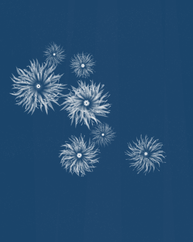 Cyanotypes #204