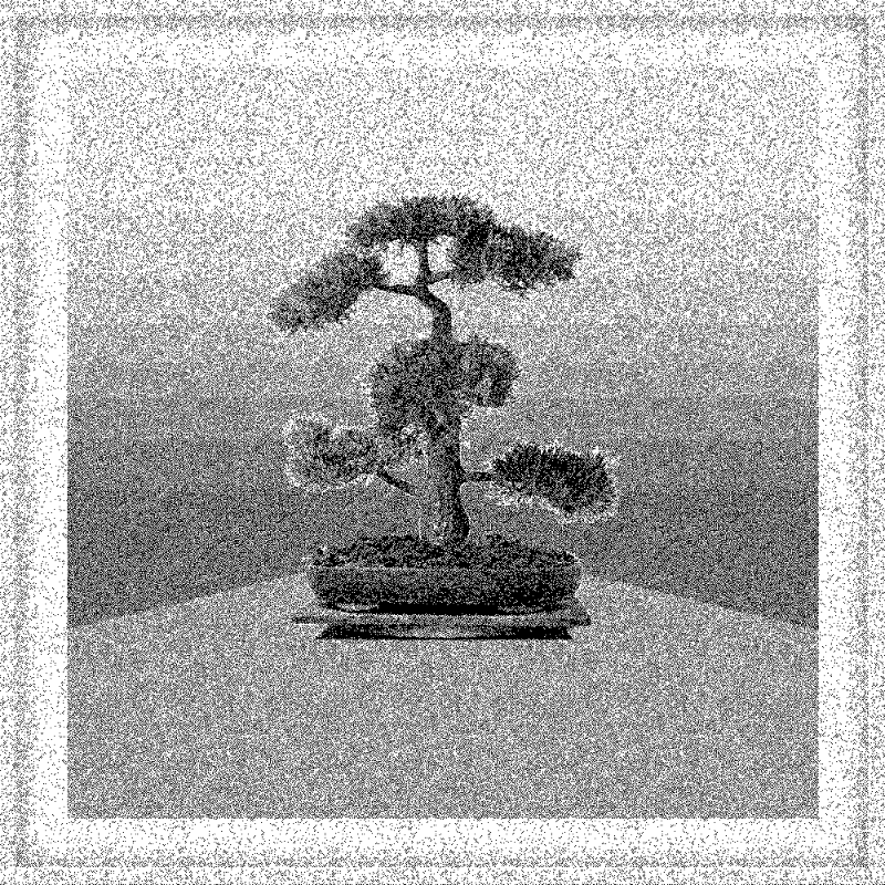 Bonsai Bonanza #701