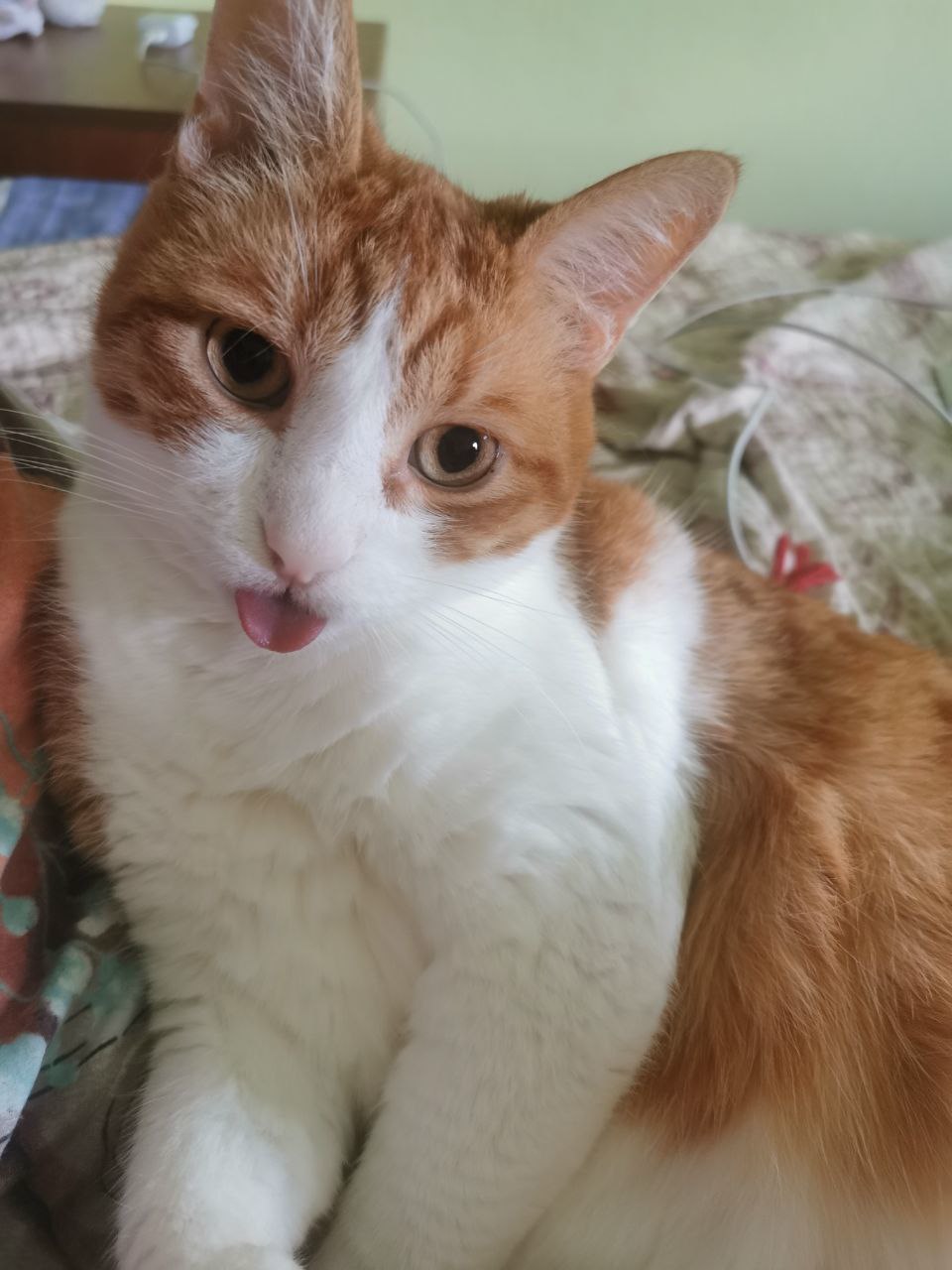 Red cat shows his tongue!!!