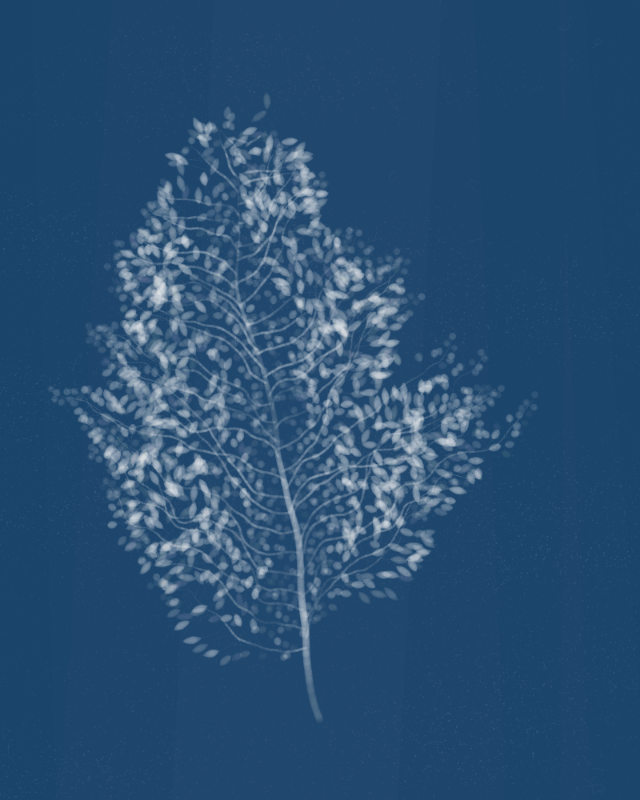 Cyanotypes #8