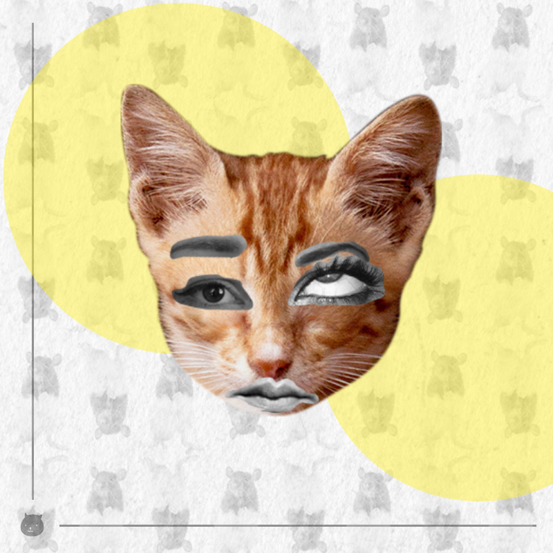 Kittenstein #48