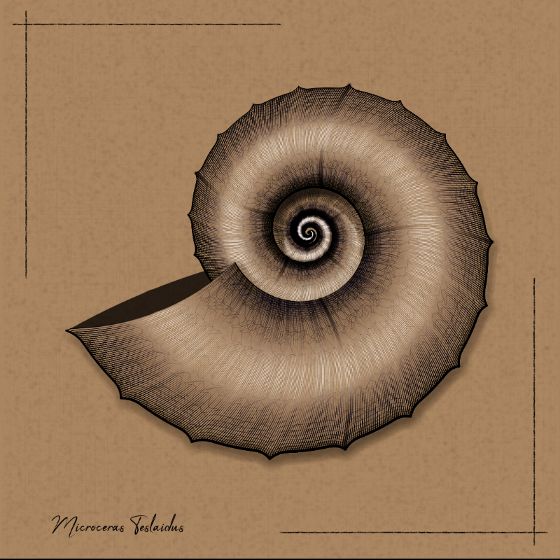 Ammonites #78