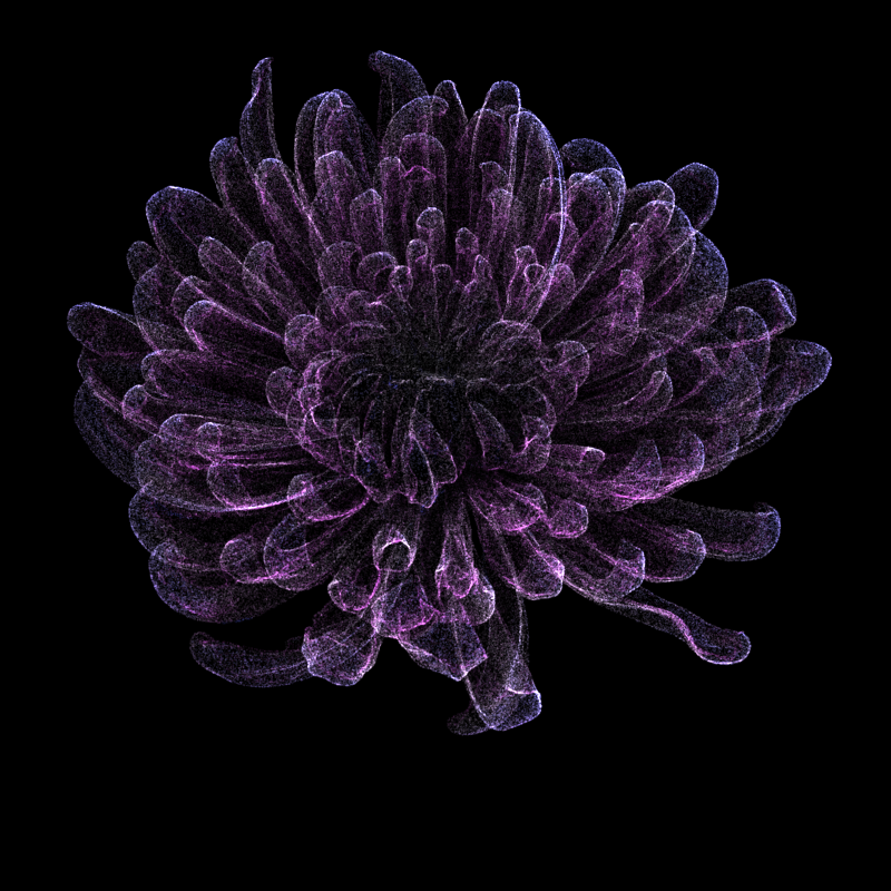 Chrysanthemum Morifolium 30 #72