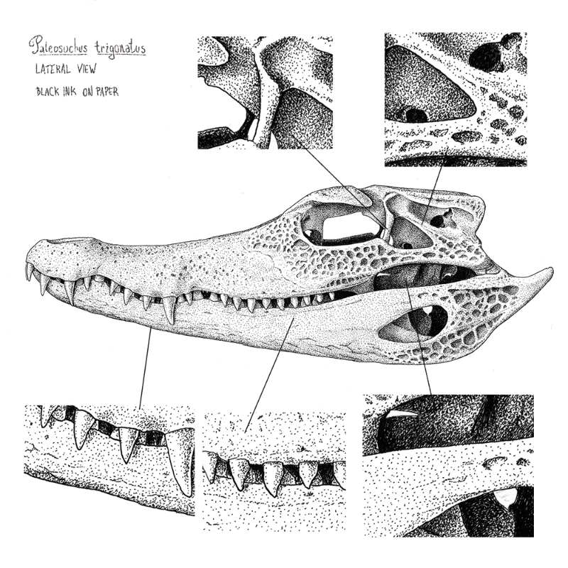 Paleosuchus trigonatus (skull) #10