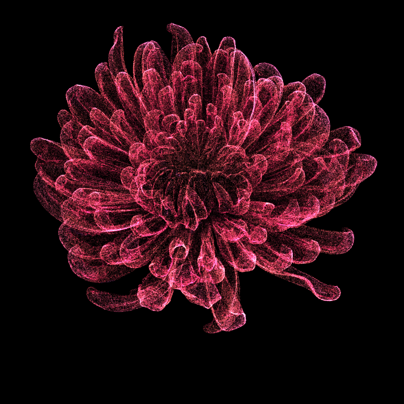 Chrysanthemum Morifolium 30 #4