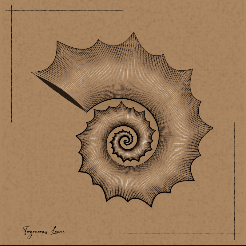 Ammonites #69