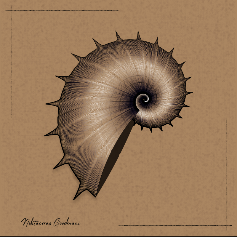 Ammonites #83