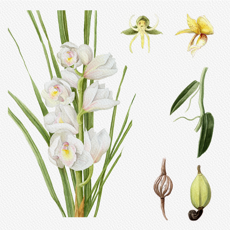 Botanical Illustration - Orchids 1 #77